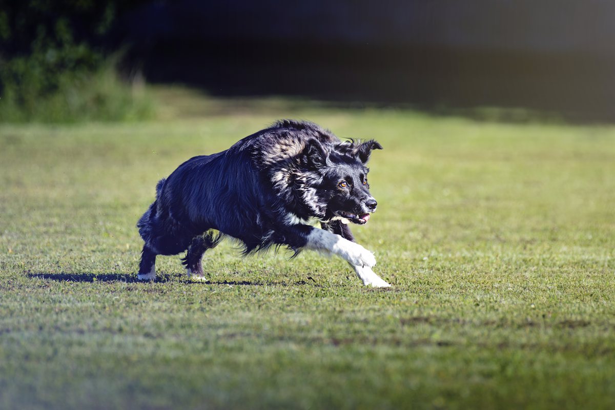 Tiere